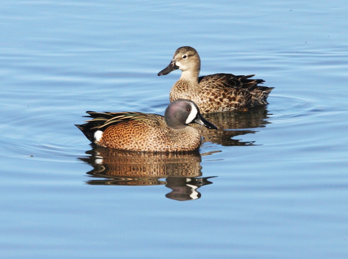 Blue-winged Teal - Mark Hays