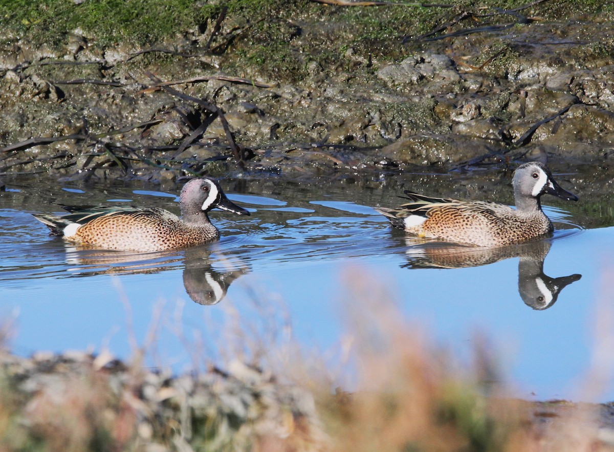 Blue-winged Teal - ML611928762