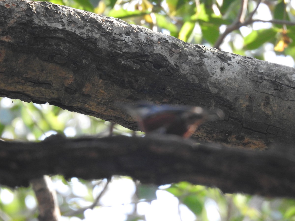 Chestnut-bellied Nuthatch - Anjali Mullatti