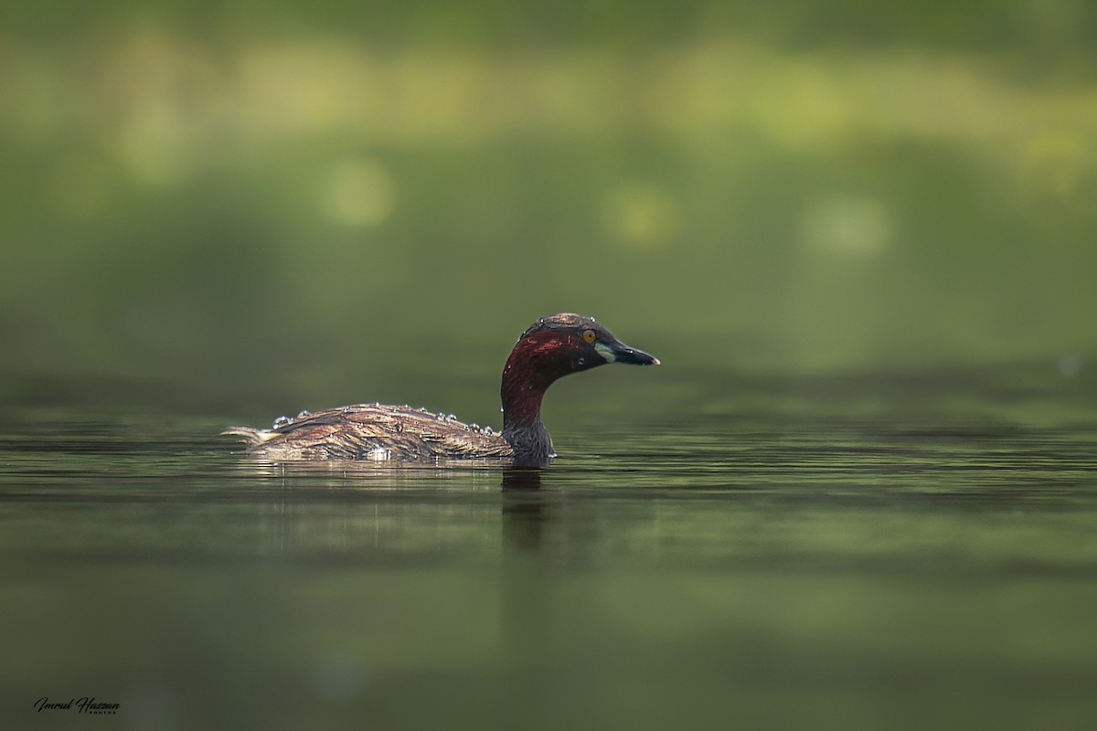 Little Grebe - ML611928881