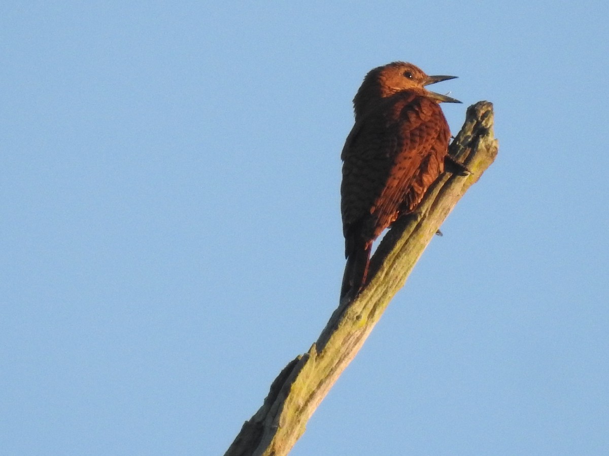 Rufous Woodpecker - Anjali Mullatti