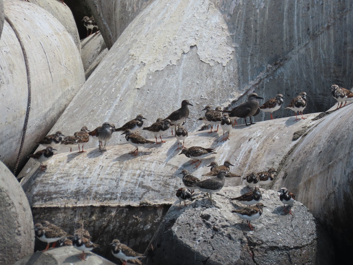 Surfbird - ML611928951