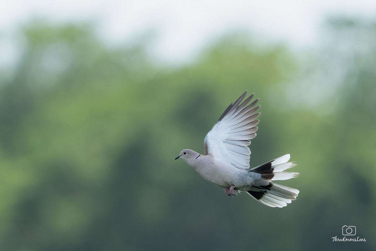 Eurasian Collared-Dove - ML611928954