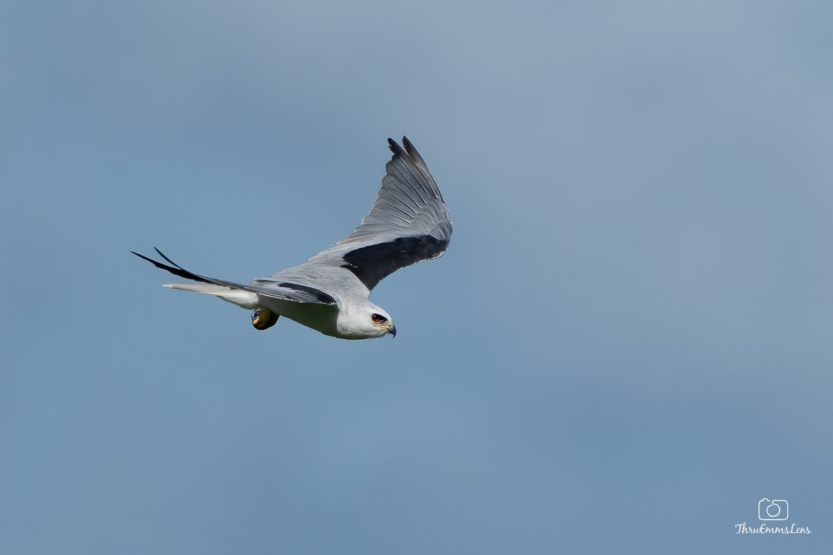 White-tailed Kite - ML611929012