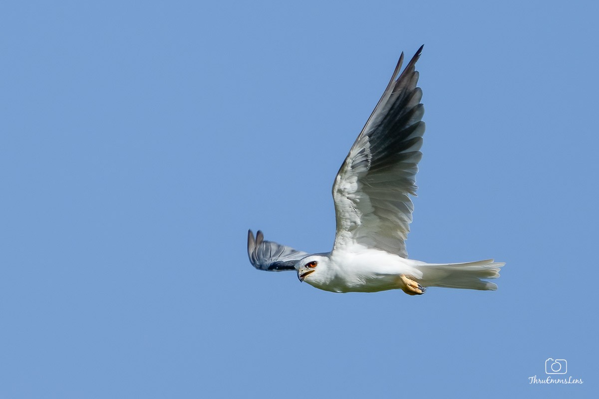 White-tailed Kite - ML611929013