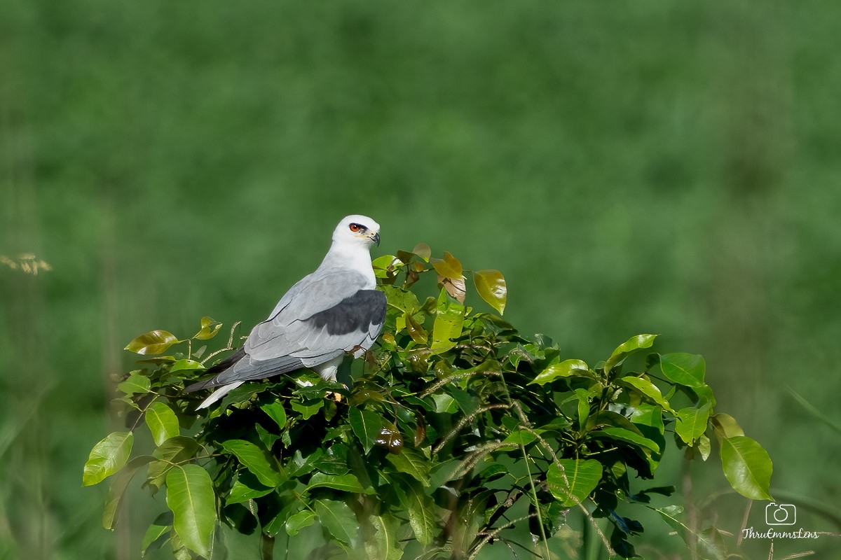 White-tailed Kite - ML611929014