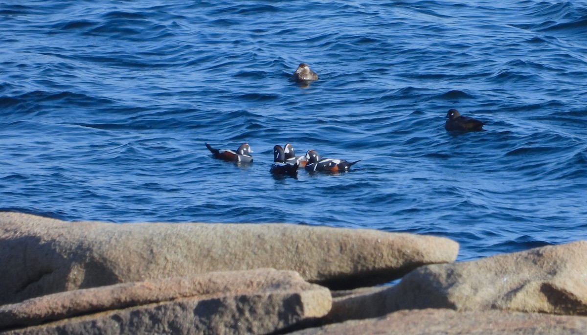 Harlequin Duck - ML611929165