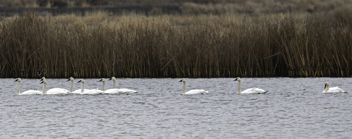 Trumpeter Swan - ML611929276