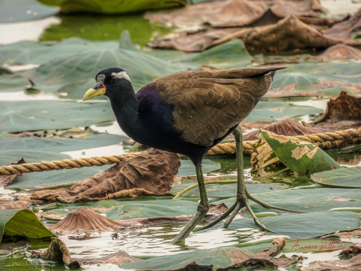 Bronze-winged Jacana - ML611929353