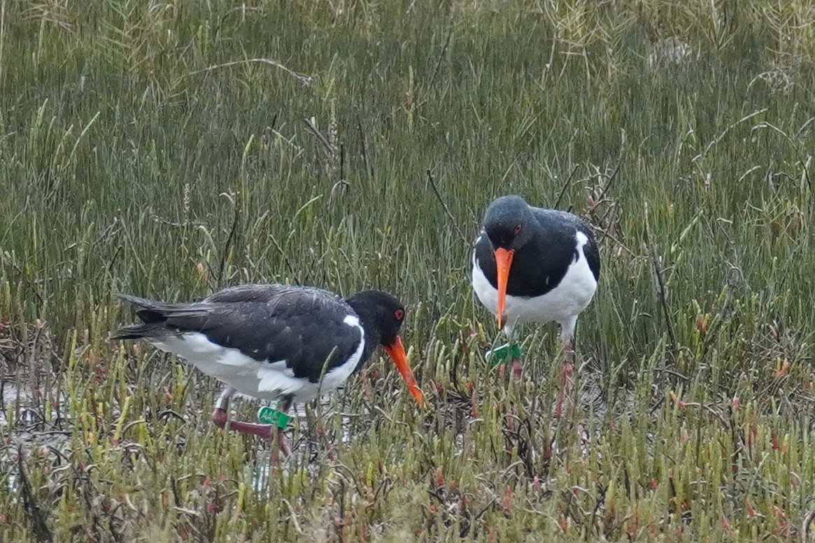 Pied Oystercatcher - Ellany Whelan