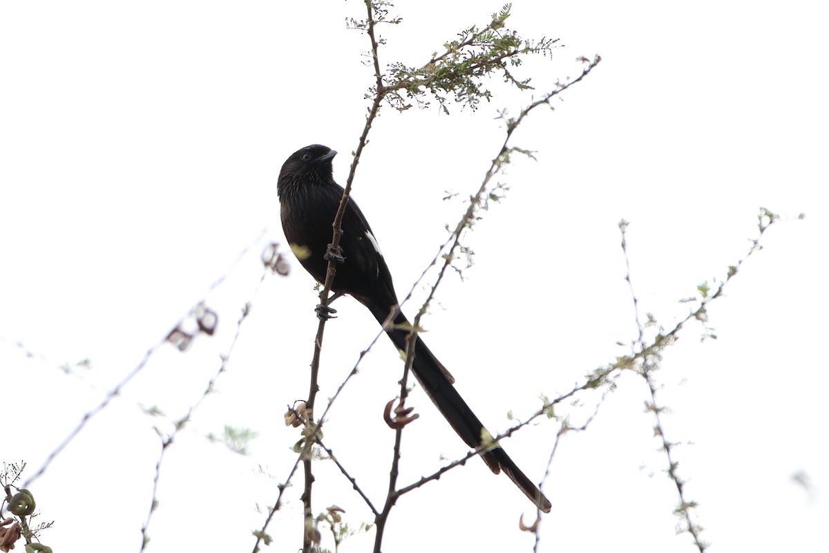 Magpie Shrike - ML611929473