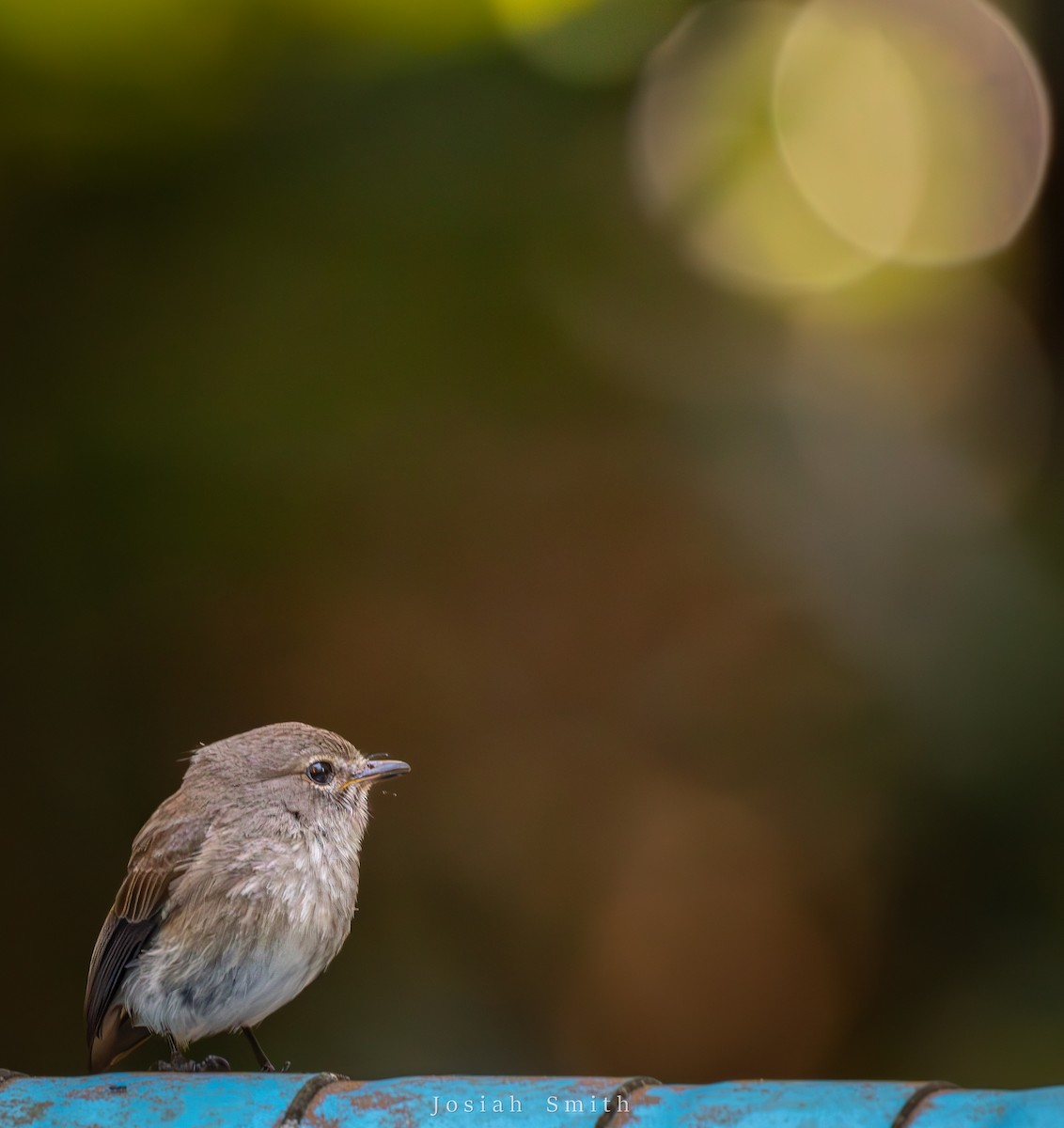 African Dusky Flycatcher - Josiah Smith