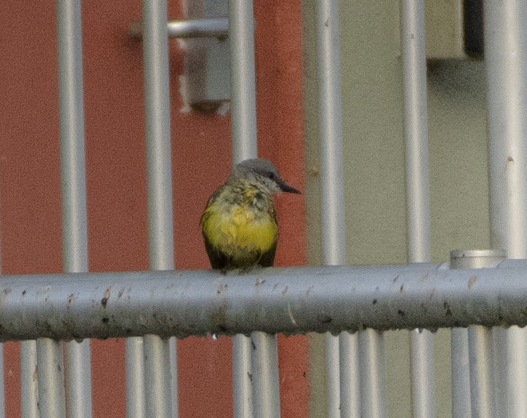 Tropical Kingbird - ML611929516