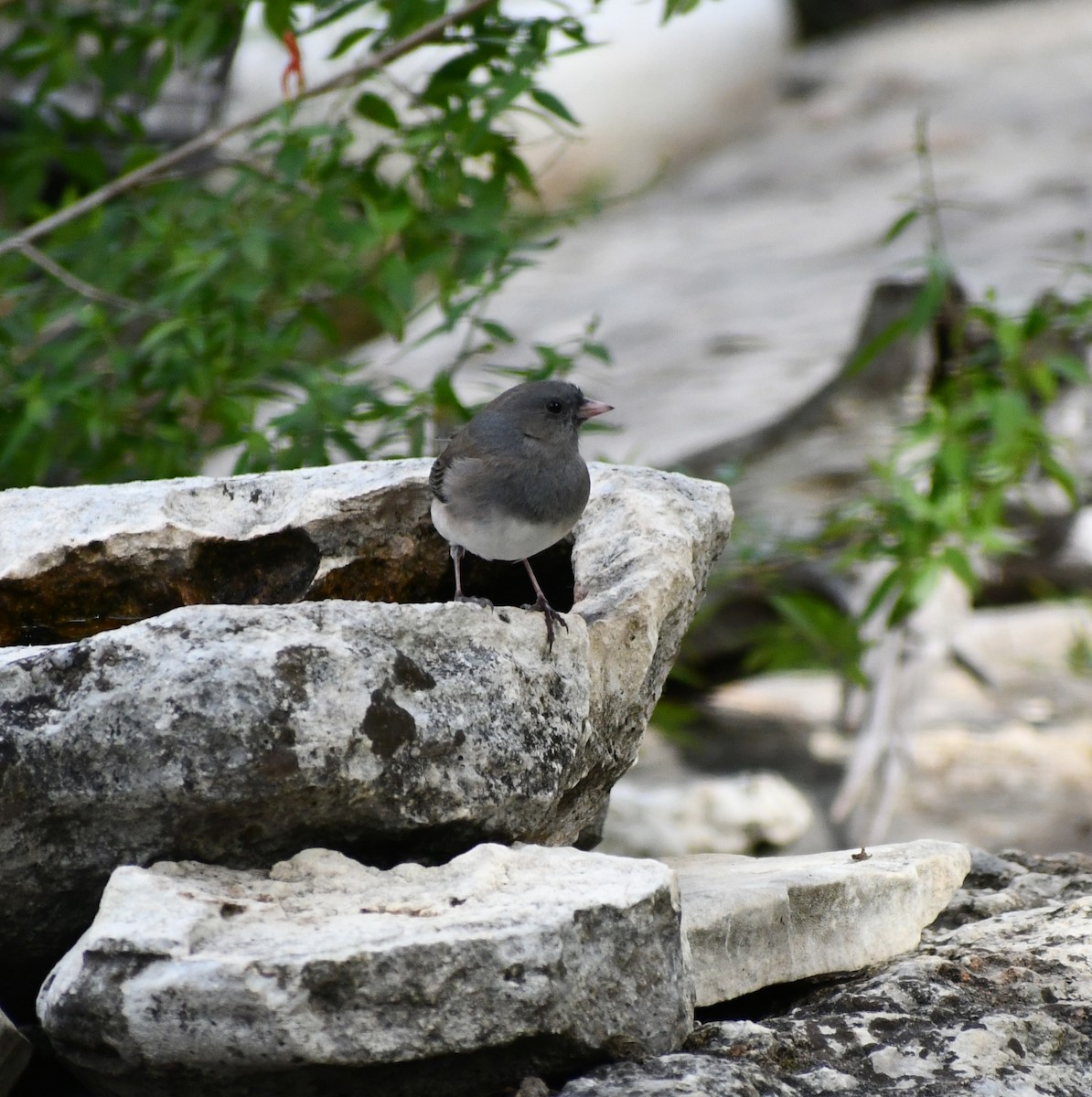 Dark-eyed Junco (Slate-colored) - ML611929524