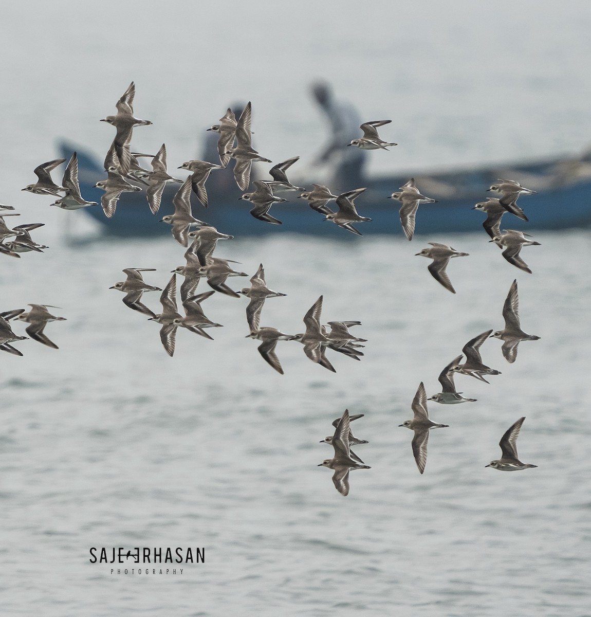 Siberian/Tibetan Sand-Plover - ML611929602