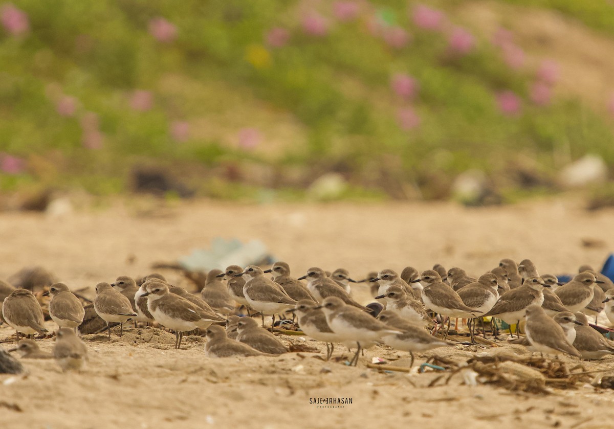 Siberian/Tibetan Sand-Plover - ML611929603