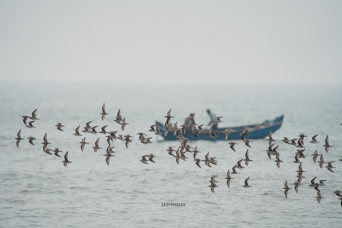 Siberian/Tibetan Sand-Plover - ML611929604