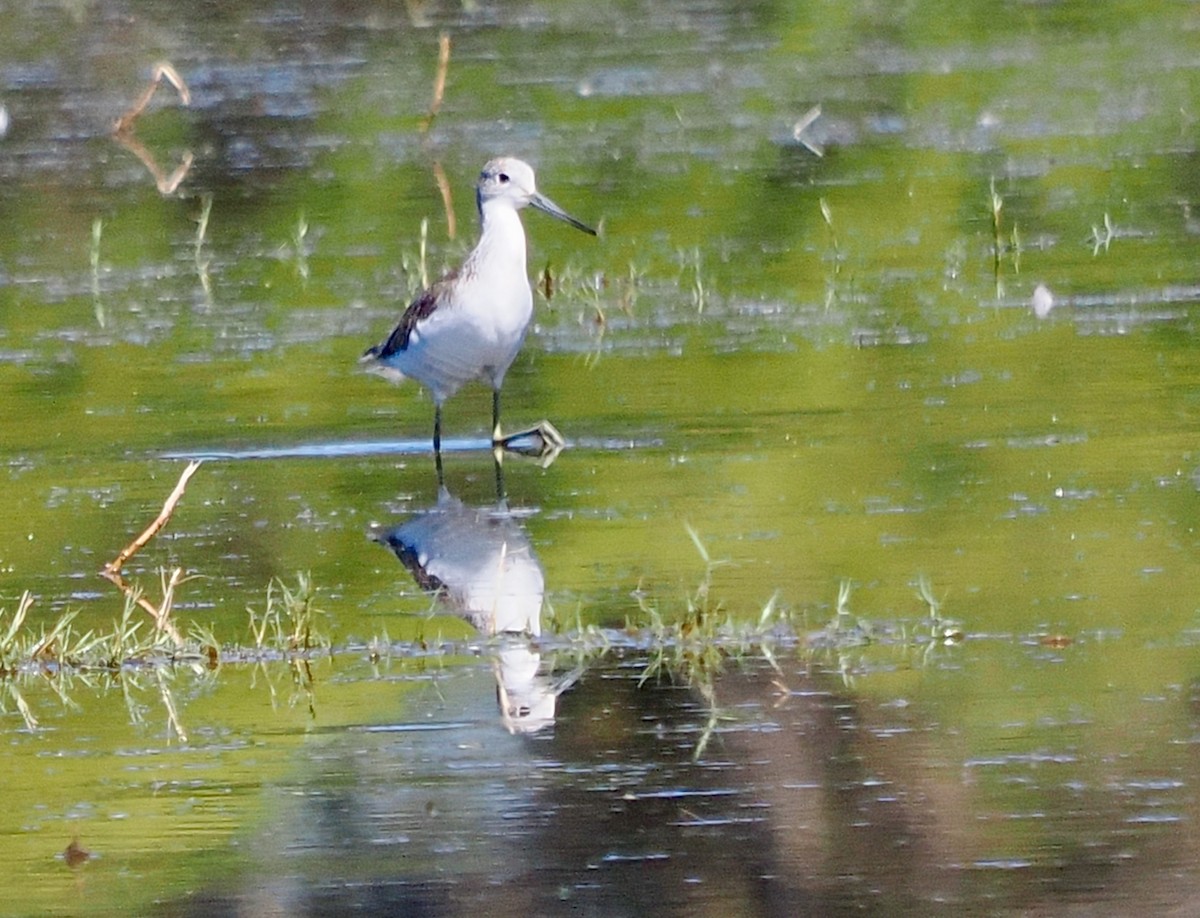 Common Greenshank - Ken Glasson