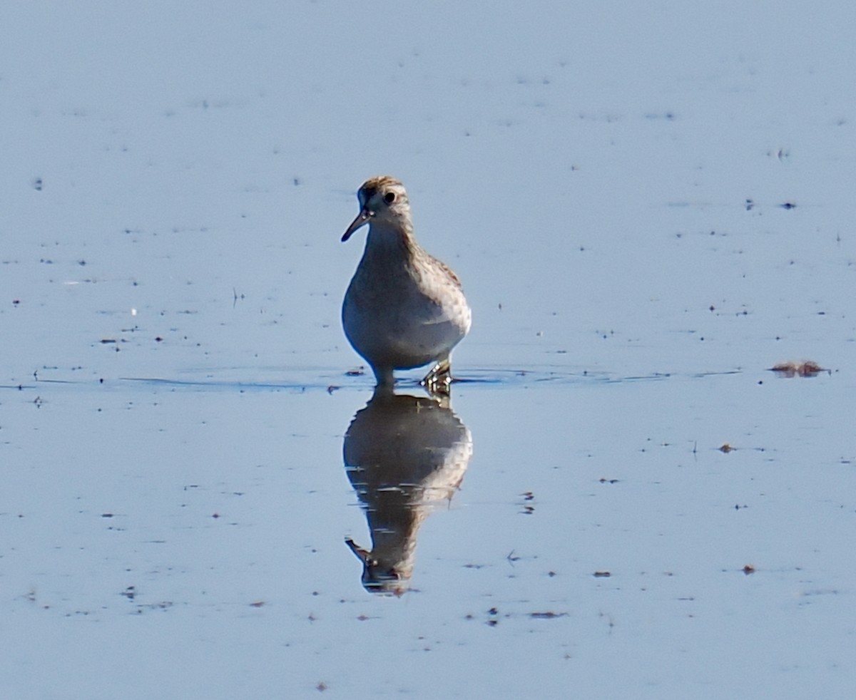 Sharp-tailed Sandpiper - ML611929679