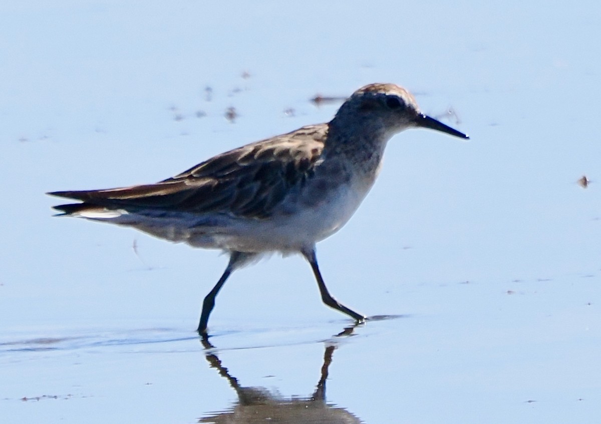 Sharp-tailed Sandpiper - Ken Glasson