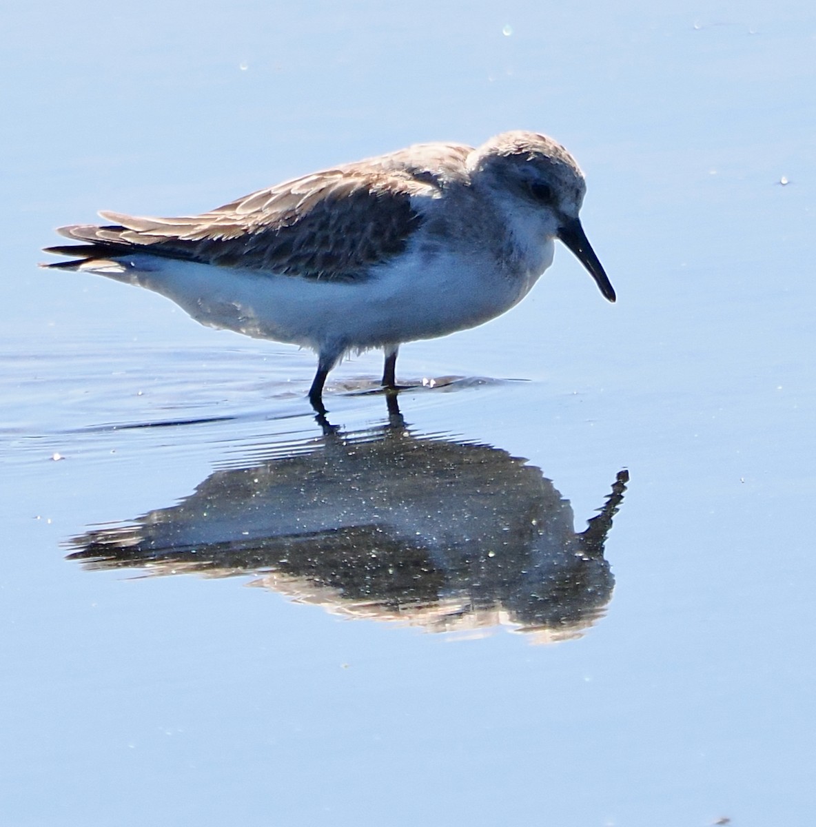 Red-necked Stint - ML611929702