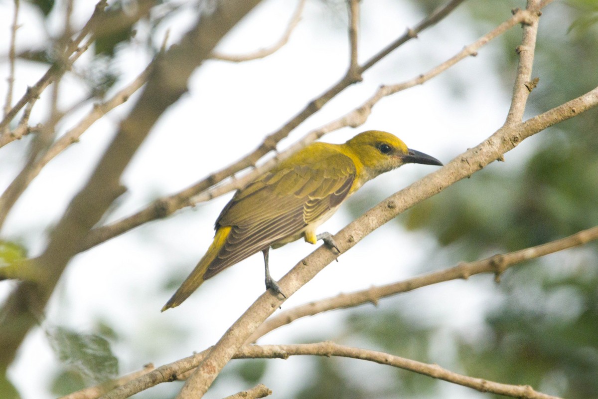 Indian Golden Oriole - ML611929790