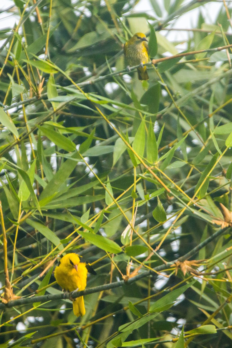 Indian Golden Oriole - ML611929792