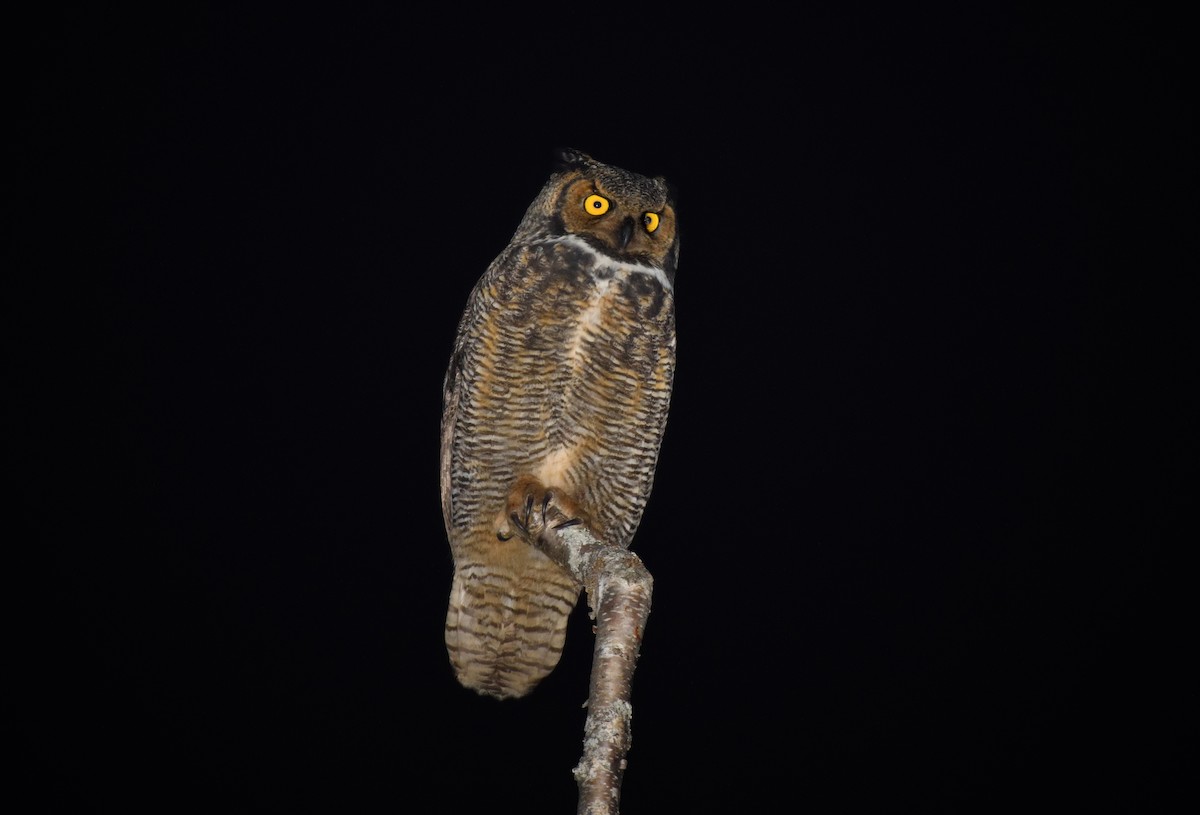 Great Horned Owl - Timothy Piranian