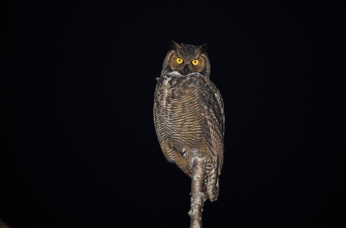 Great Horned Owl - Timothy Piranian