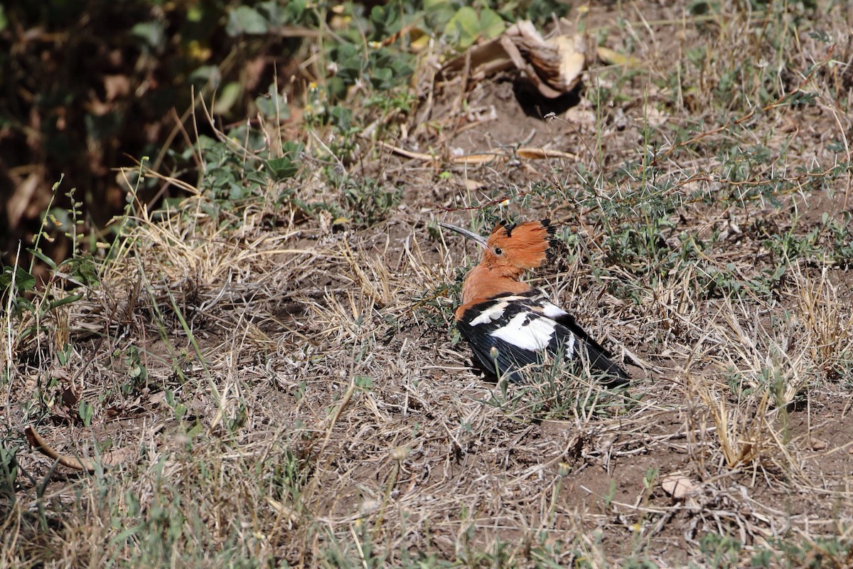 Eurasian Hoopoe (African) - Ohad Sherer