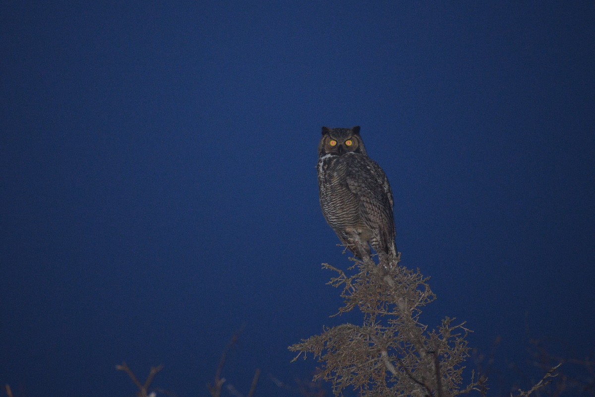 Great Horned Owl - ML611929872