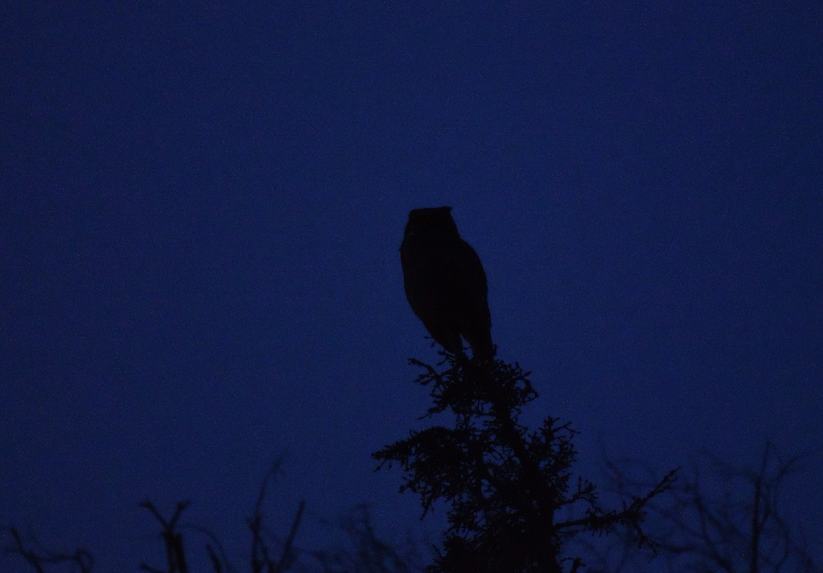 Great Horned Owl - Timothy Piranian