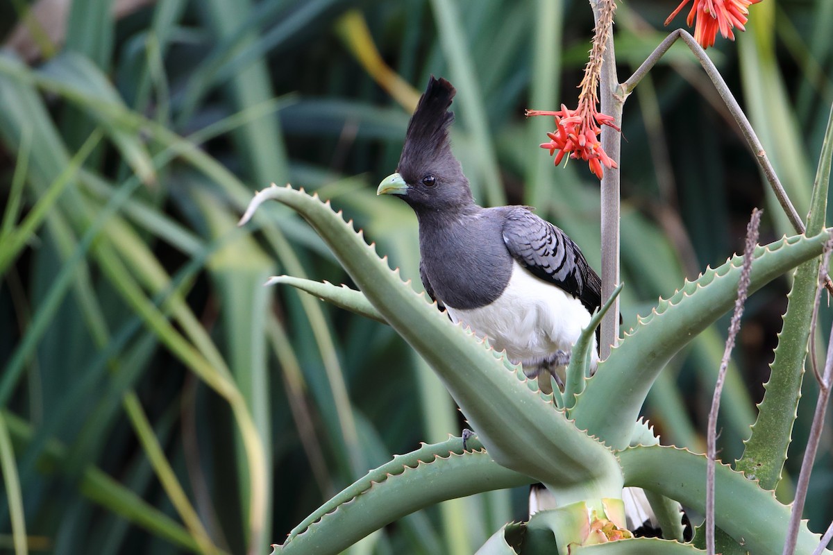 White-bellied Go-away-bird - ML611929918