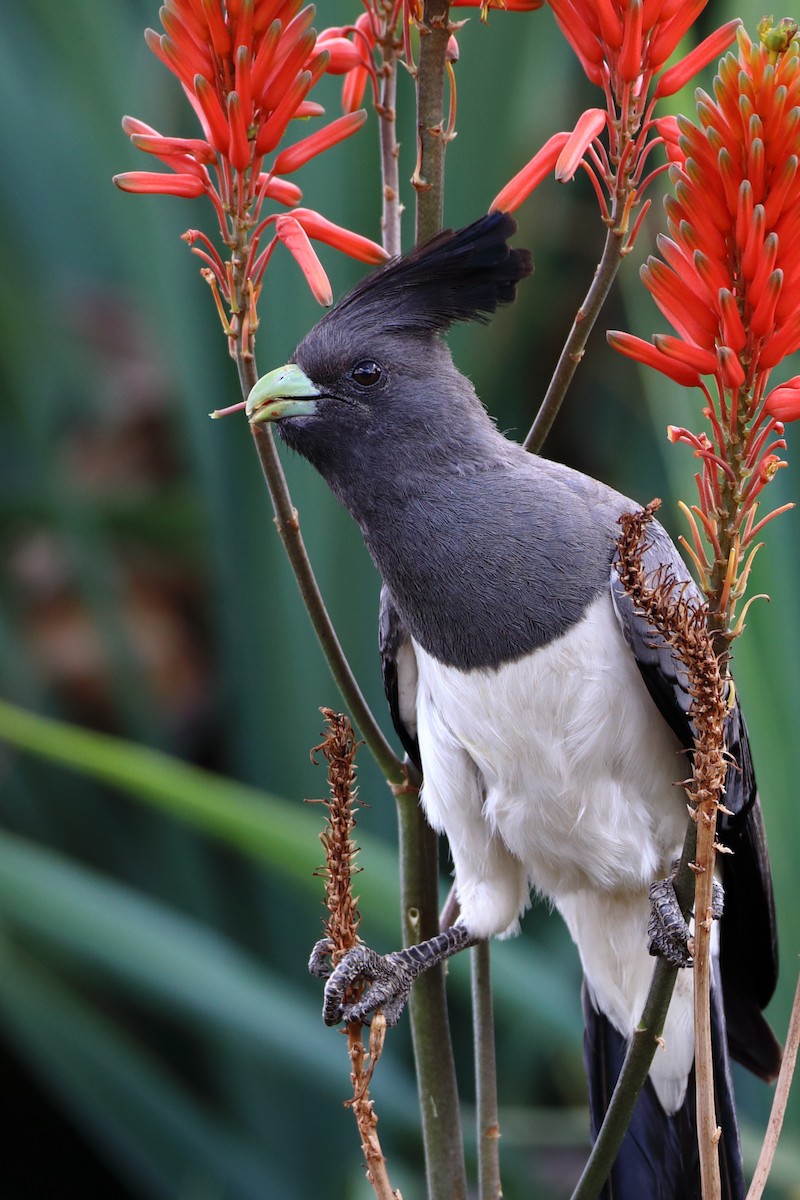 White-bellied Go-away-bird - ML611929919