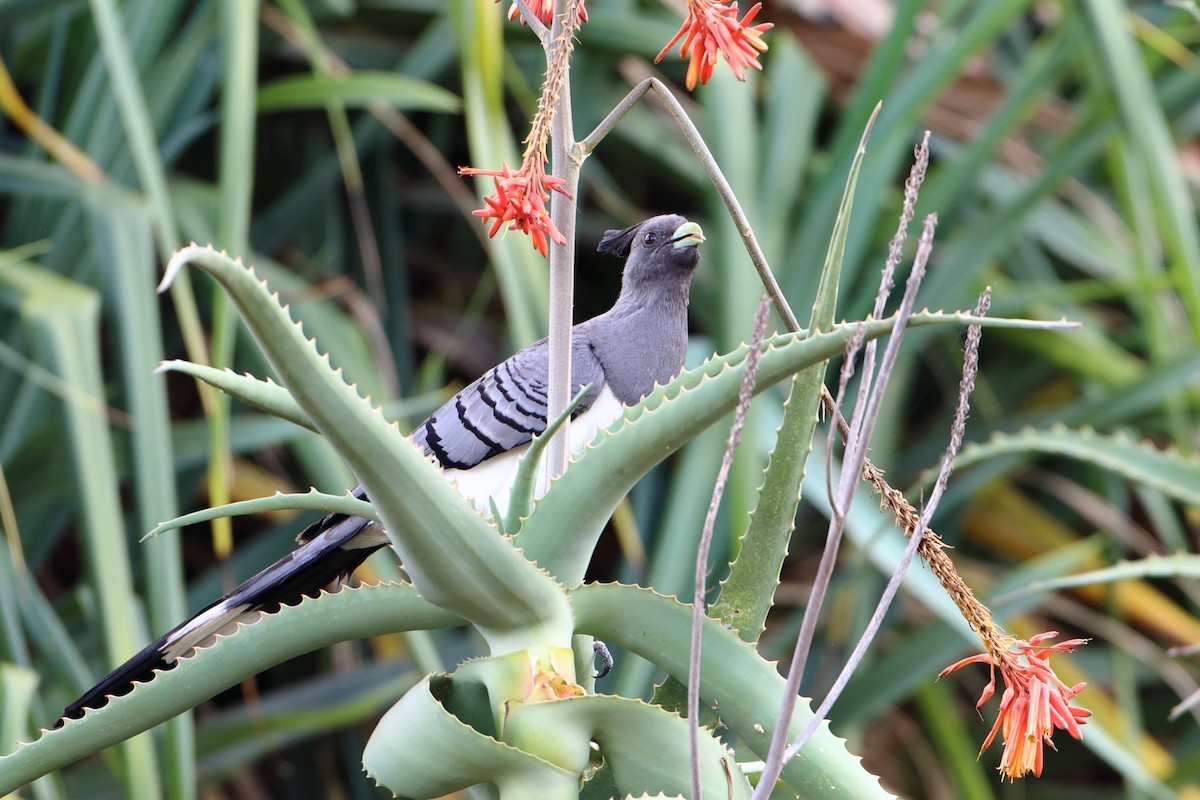 White-bellied Go-away-bird - ML611929921