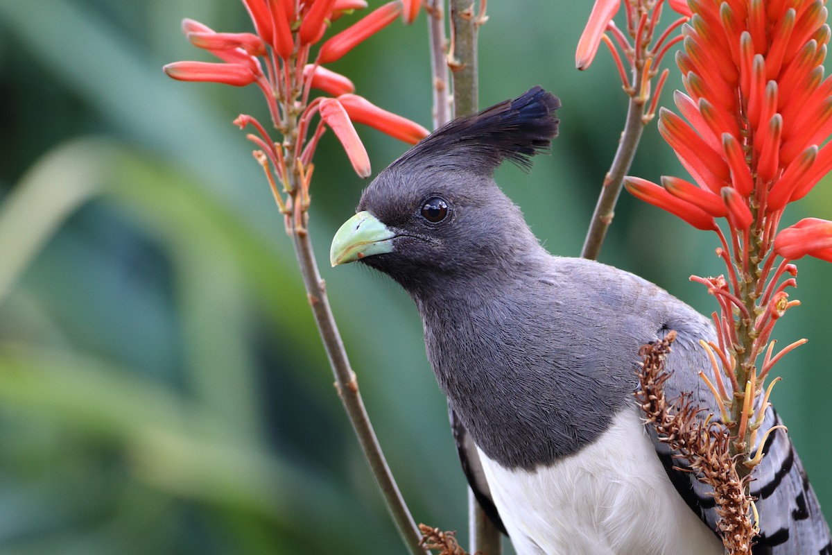 White-bellied Go-away-bird - ML611929922