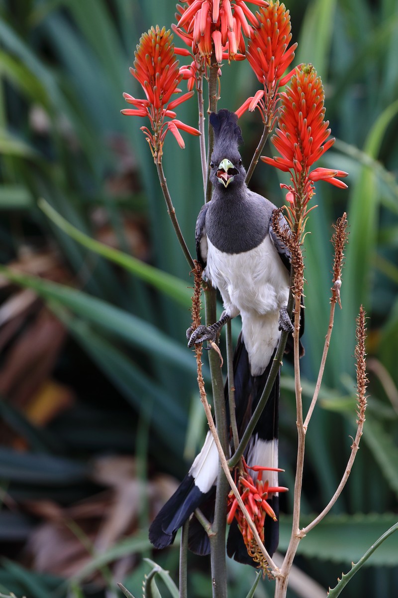 White-bellied Go-away-bird - ML611929924