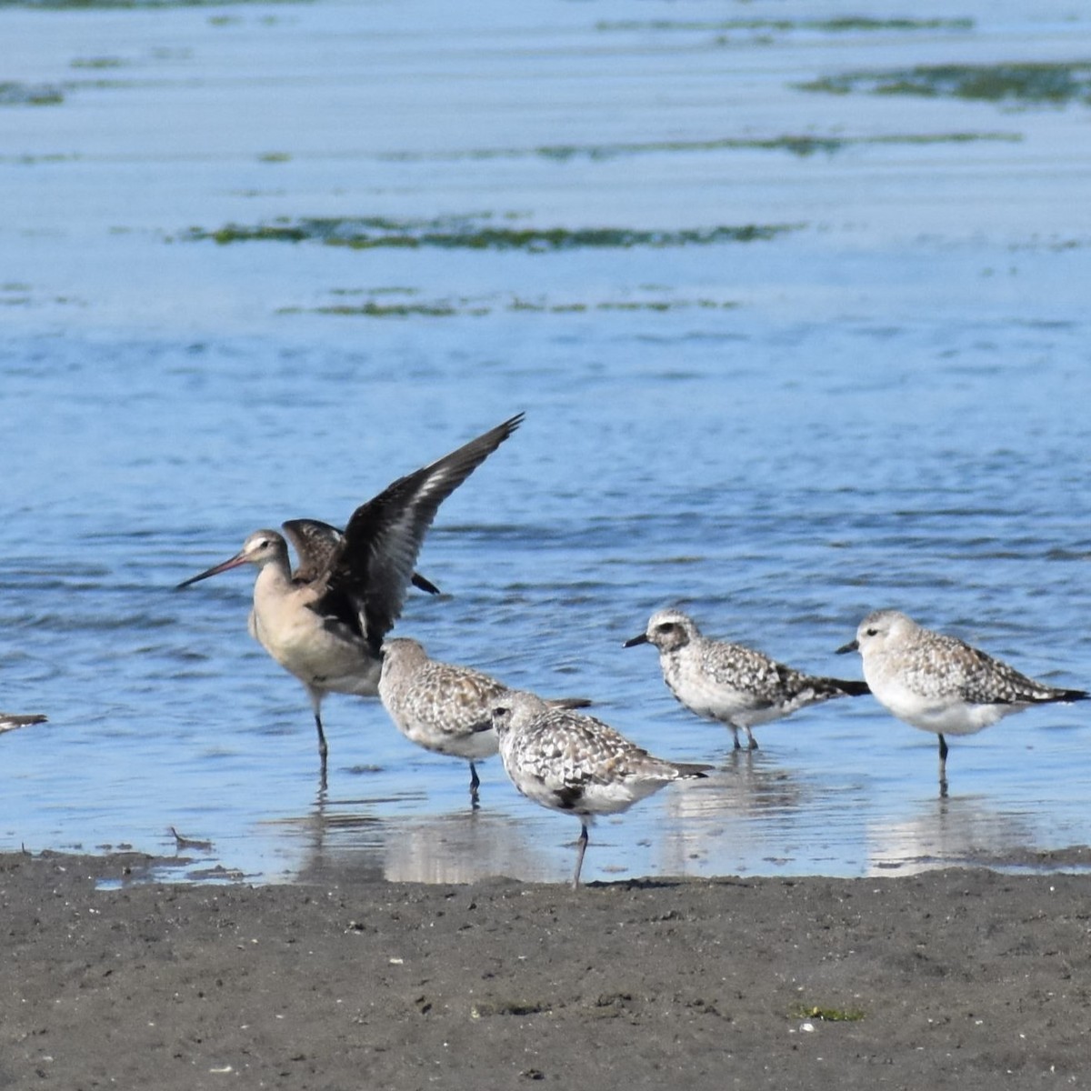 Hudsonian Godwit - ML611930025