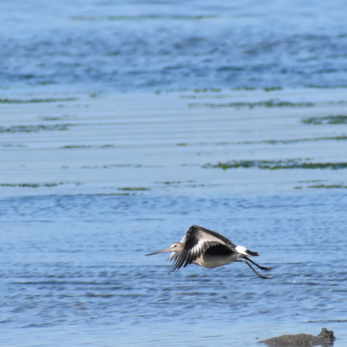 Hudsonian Godwit - ML611930029