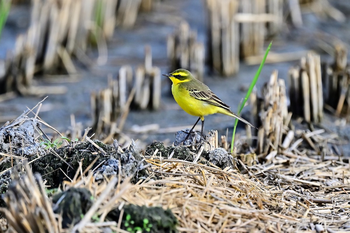 Eastern Yellow Wagtail (Green-headed) - ML611930041