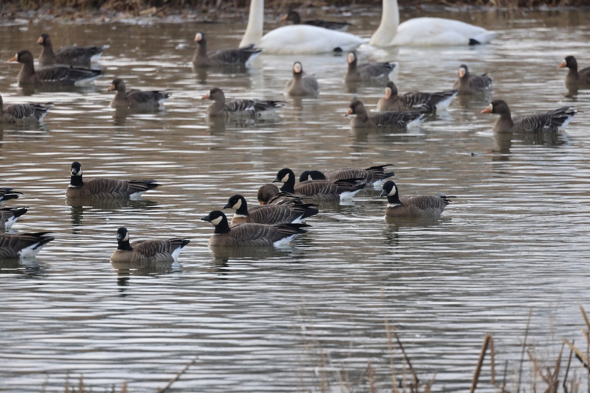 Cackling Goose - ML611930067