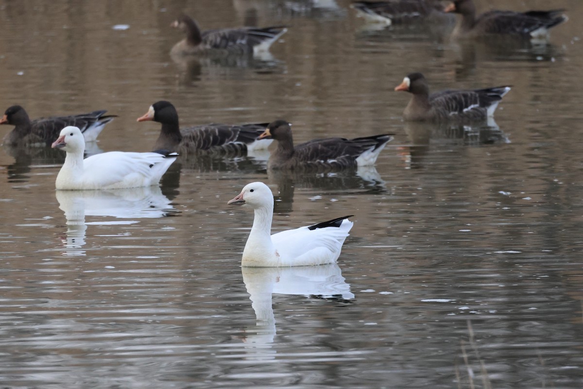 Snow Goose - ML611930070