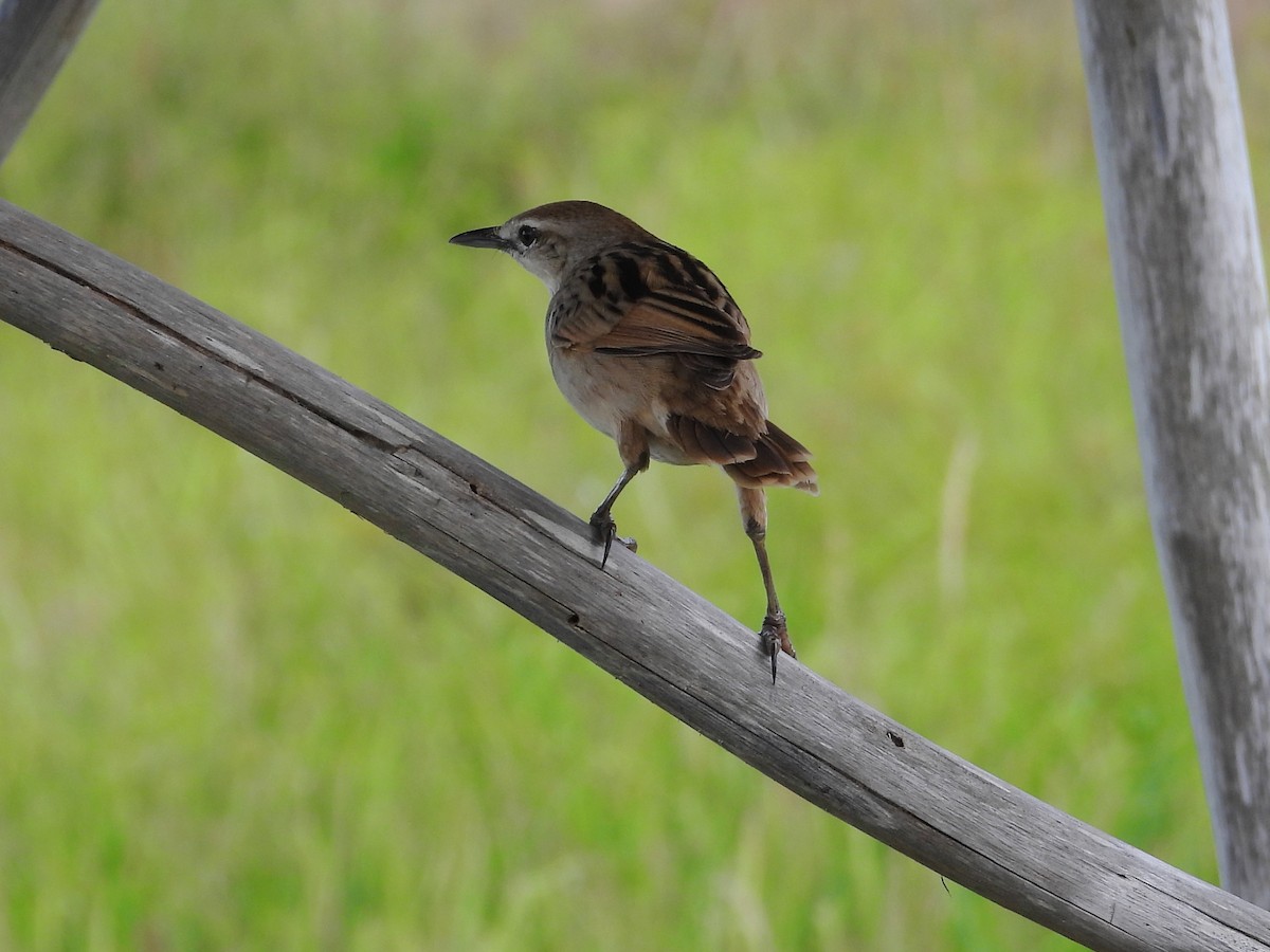 Striated Grassbird - Shafeeq Wilson