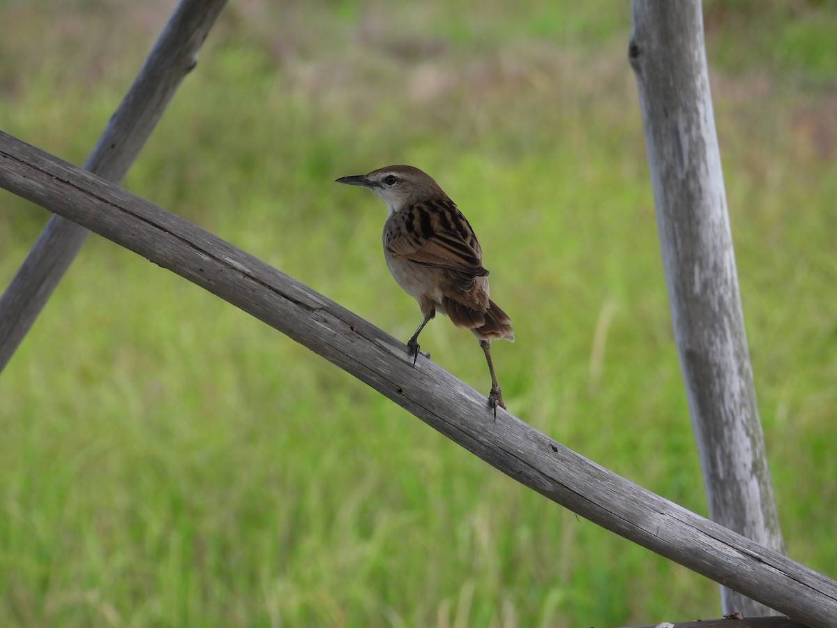 Striated Grassbird - Shafeeq Wilson