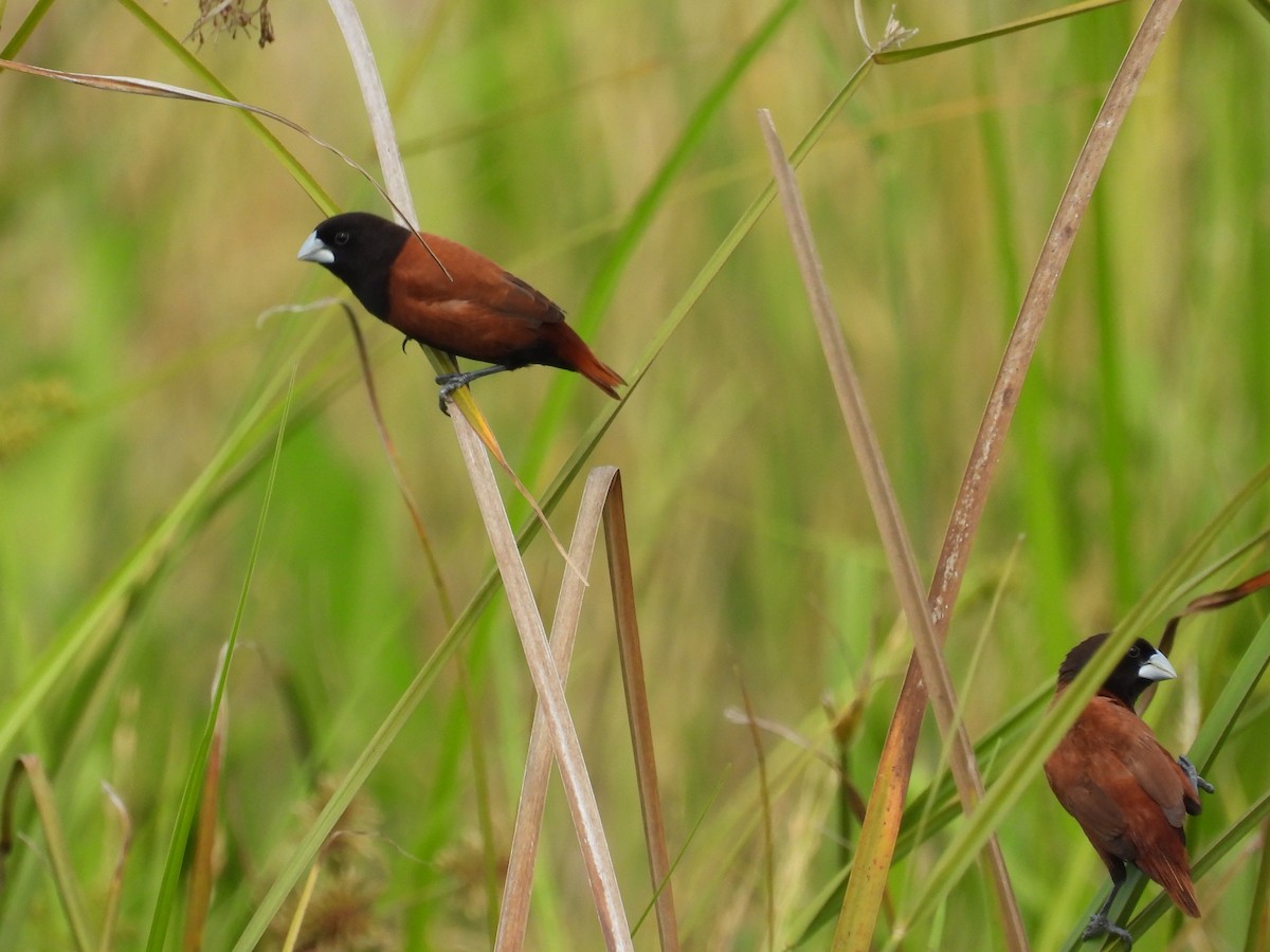 Chestnut Munia - ML611930114