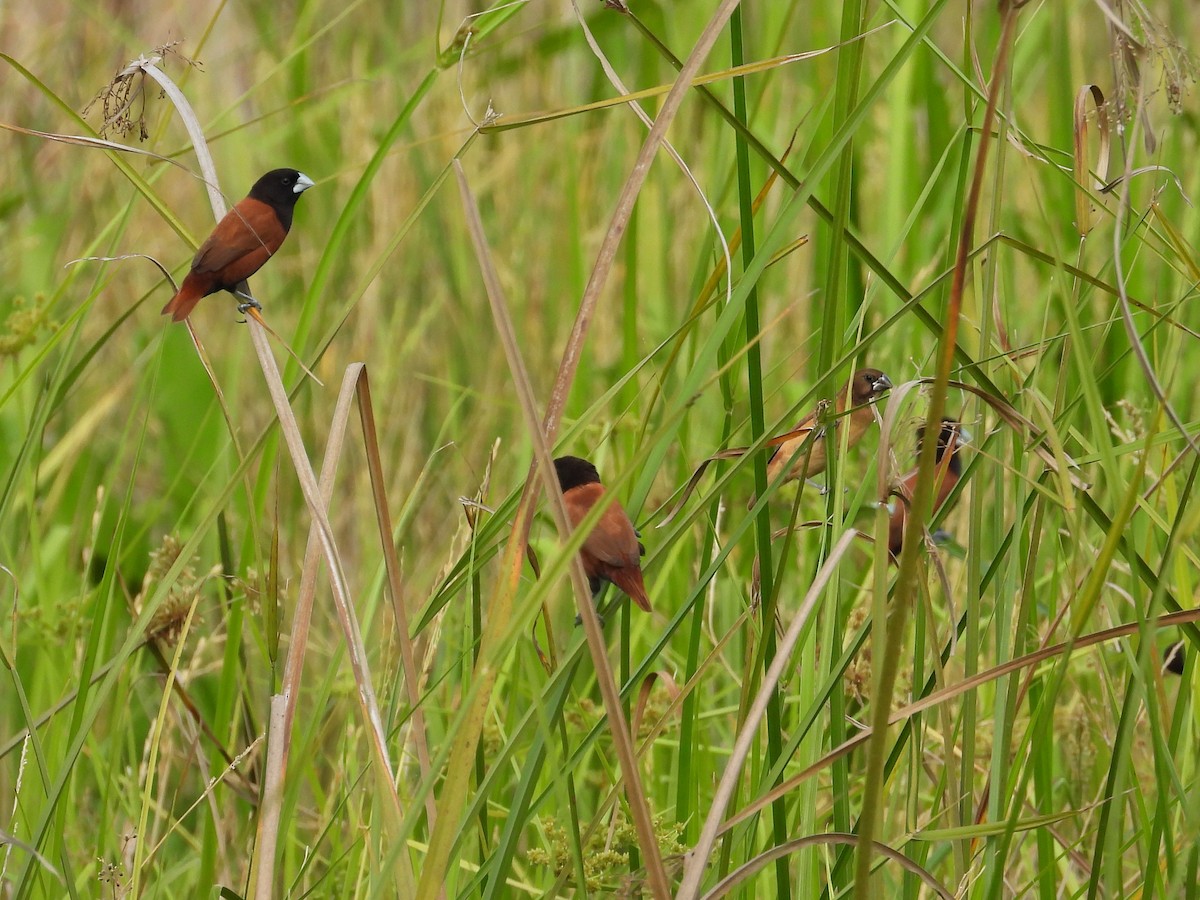 Chestnut Munia - ML611930115