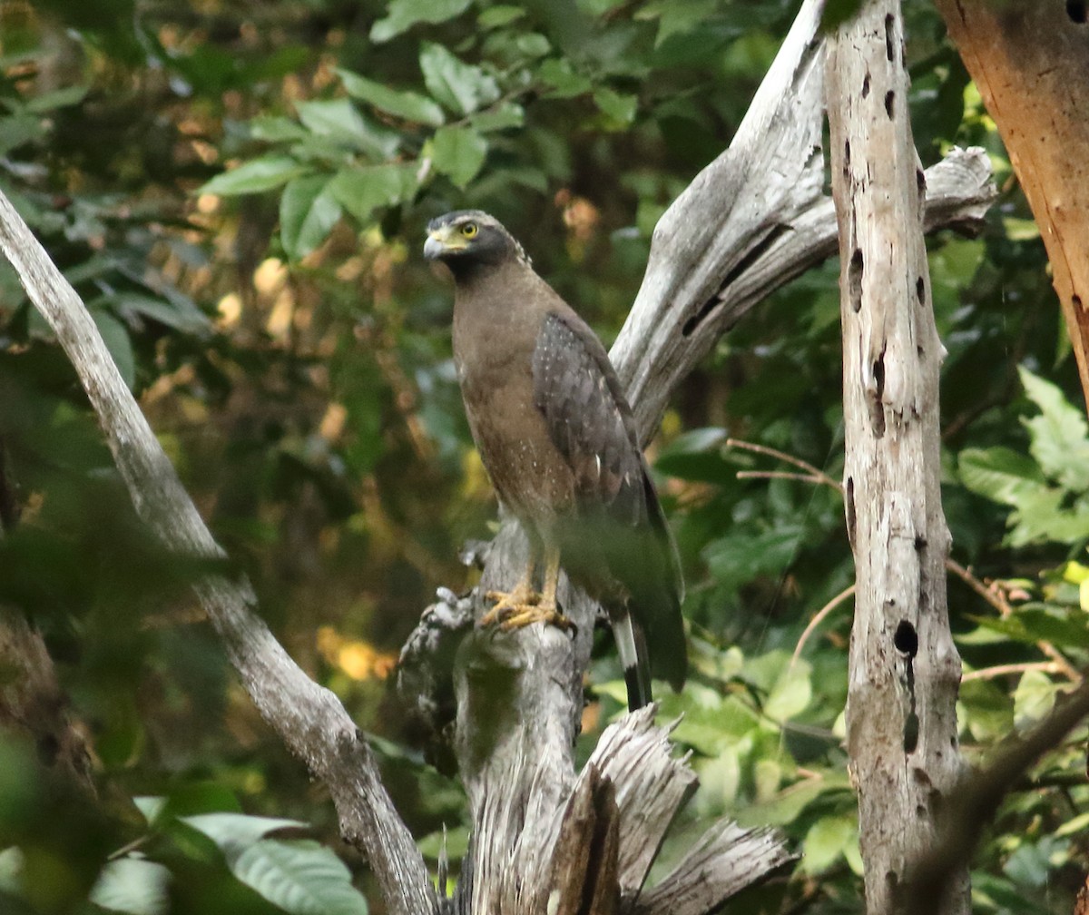 Crested Serpent-Eagle - Savio Fonseca (www.avocet-peregrine.com)