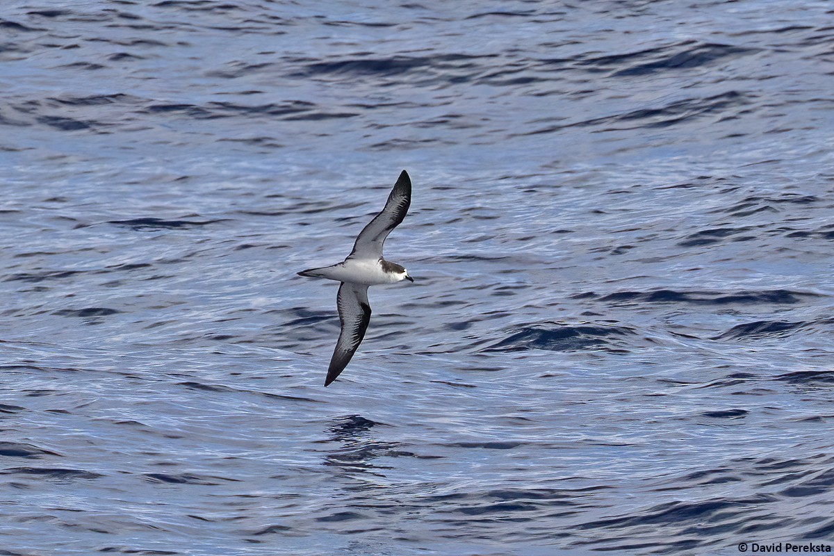 Hawaiian Petrel - ML611930150