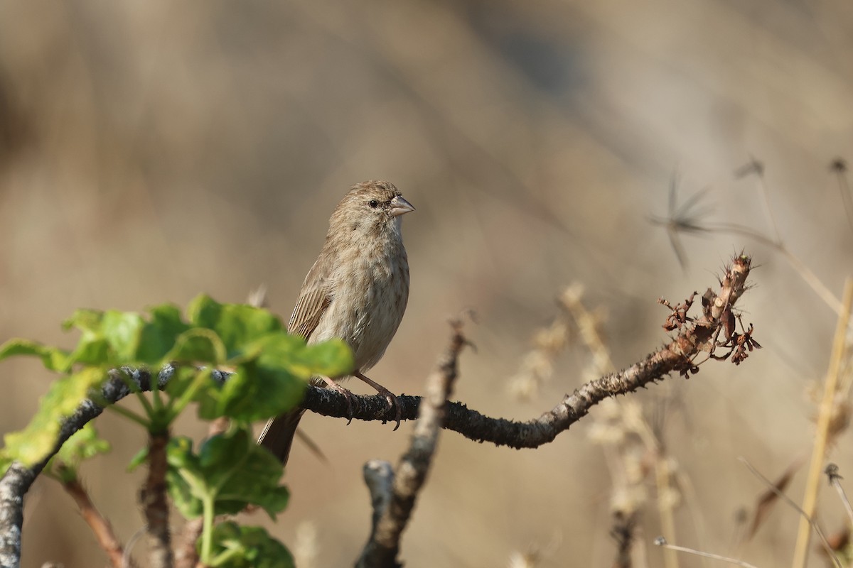 Yemen Serin - ML611930184