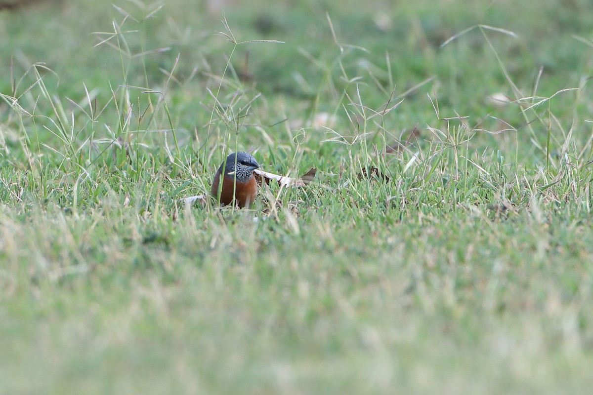 Gray-headed Silverbill - ML611930195